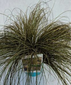 Alternative view of Turzyca włosista 'Bronco' poj. 4L