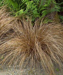 Turzyca włosista 'Bronco' poj. 2L