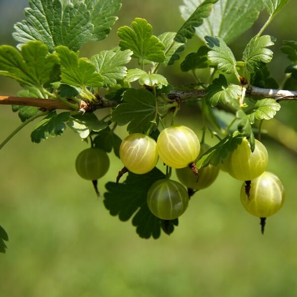 Agrest zielony 'Hinnonmaki Green' P9/C1 - obrazek 2