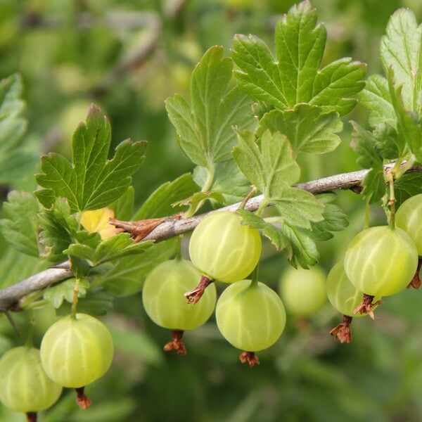 Agrest zielony 'Hinnonmaki Green' P9/C1 - obrazek 3