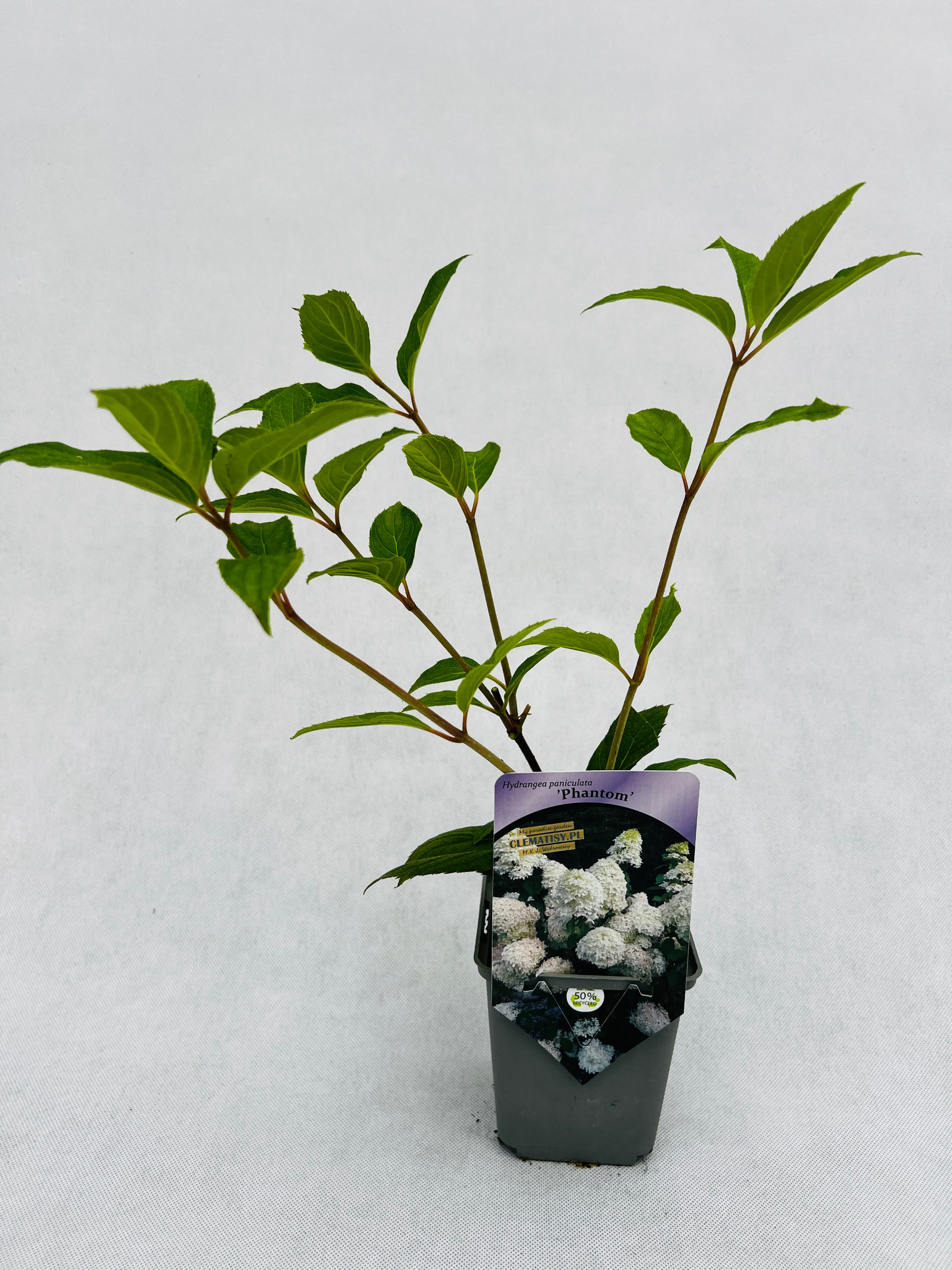 Hortensja bukietowa 'PHANTOM' P9/C1 - obrazek 2