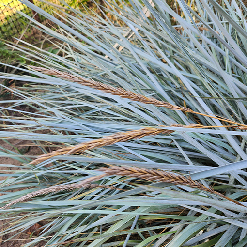 Wydmuchrzyca piaskowa poj, 2L - obrazek 3