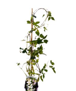 Alternative view of Clematis montana 'Chrysocoma' P9/C1