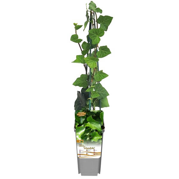 Bluszcz Irlandzki poj, 4L - obrazek 5