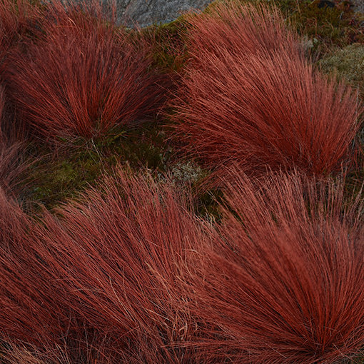 Turzyca buchanana 'Firefox' P9/C1