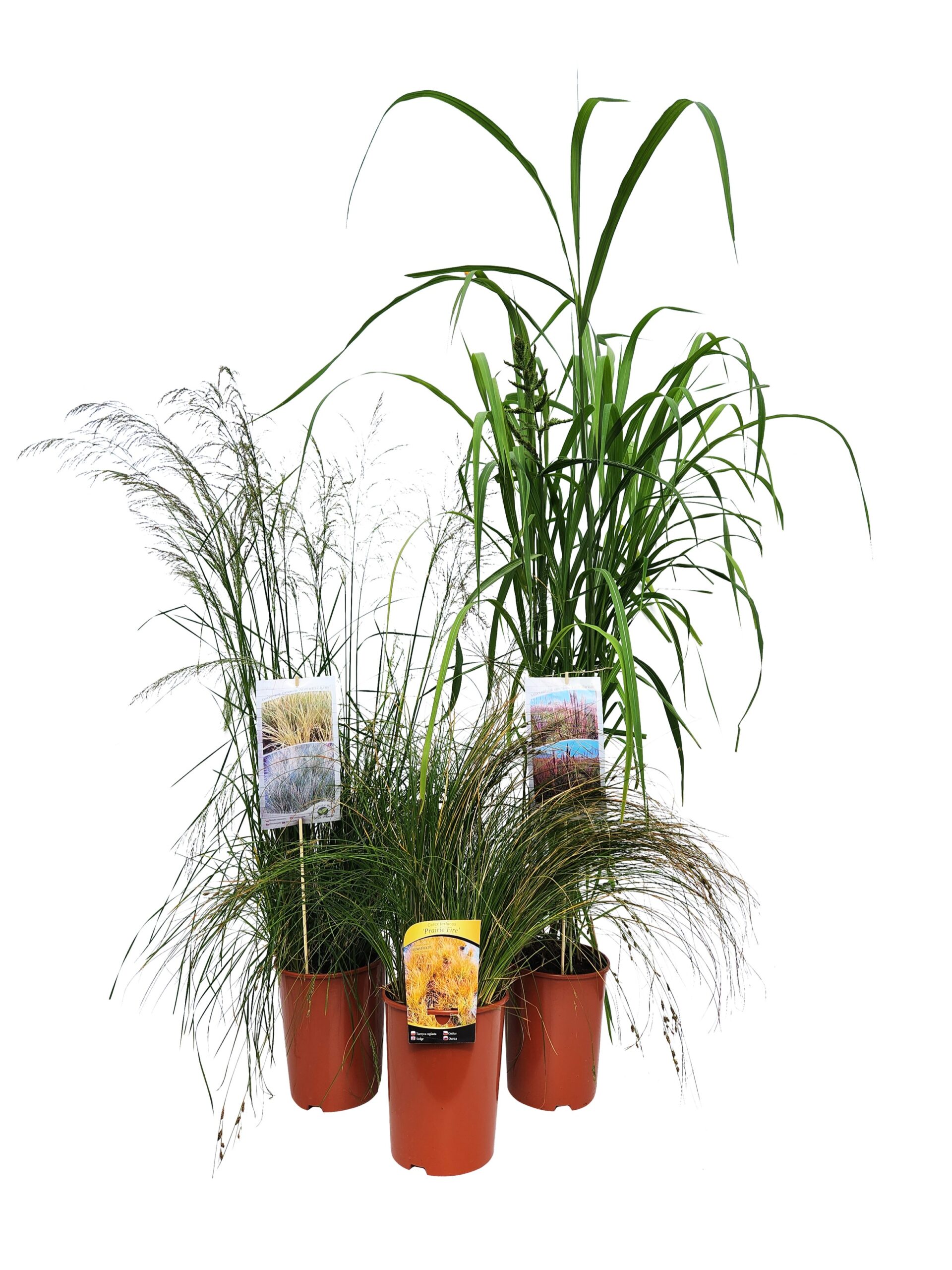 Turzyca ceglasta PRAIRIE FIRE poj, 4L - obrazek 4