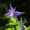 Clematis 'Maidwell Hall' poj, 2L