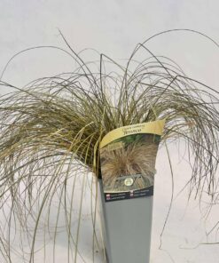 Alternative view of Turzyca włosista 'Bronco' poj. 2L