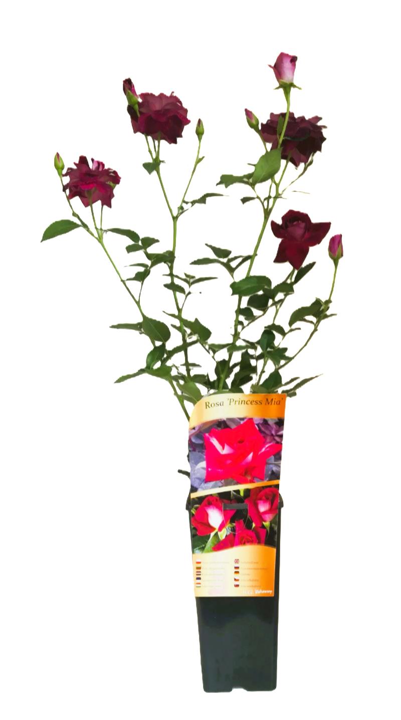 Róża wielkokwiatowa 'Princess Mia' poj, 2l - obrazek 5