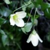 Clematis Cirrhosa 'Jingle Bells' poj. 2L