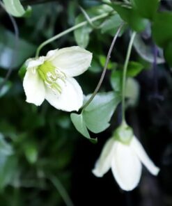 Clematis Cirrhosa 'Jingle Bells' poj. 2L