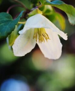 Alternative view of Clematis Cirrhosa 'Jingle Bells' poj. 2L