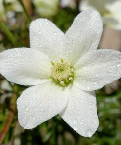 Clematis 'Joe' P9/C1