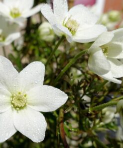 Alternative view of Clematis 'Joe' P9/C1