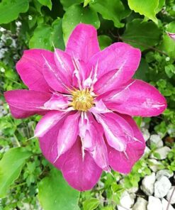 Clematis pełny-półpełny 'Red Star' poj. 4L
