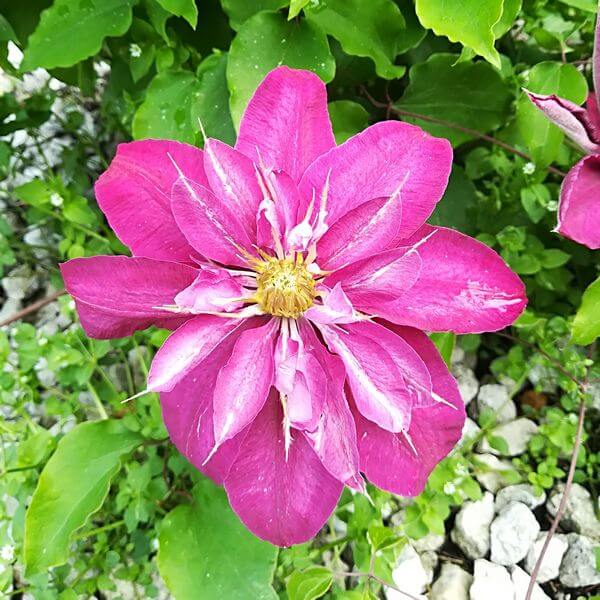 Clematis pełny-półpełny 'Red Star' poj. 4L