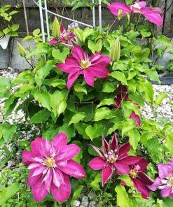 Alternative view of Clematis pełny-półpełny 'Red Star' poj. 4L