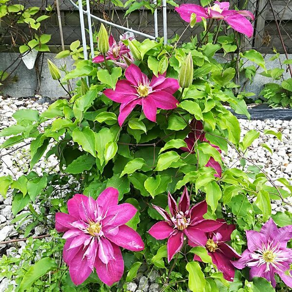 Clematis pełny-półpełny 'Red Star' poj. 4L - obrazek 2