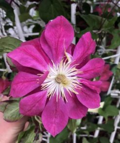 Clematis pełny-półpełny 'Red Star' poj. 2L