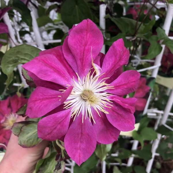 Clematis pełny-półpełny 'Red Star' poj. 4L - obrazek 3