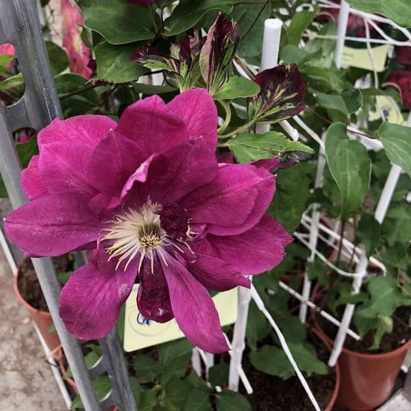Clematis pełny-półpełny 'Red Star' poj. 4L - obrazek 5