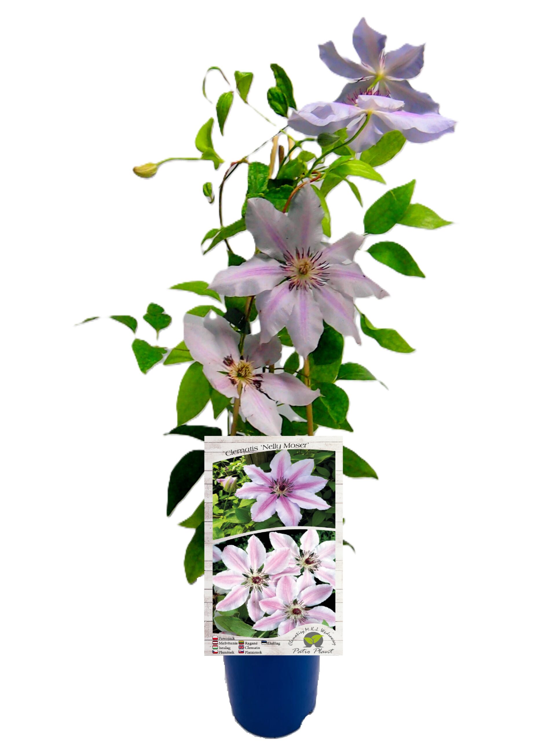 Clematis Nelly Moser (wielkokwiatowy) poj, 4L - obrazek 5