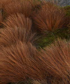 Turzyca buchanana P9/C1