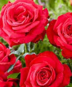 Alternative view of Róża wielkokwiatowa 'Fulgurante' poj, 2l