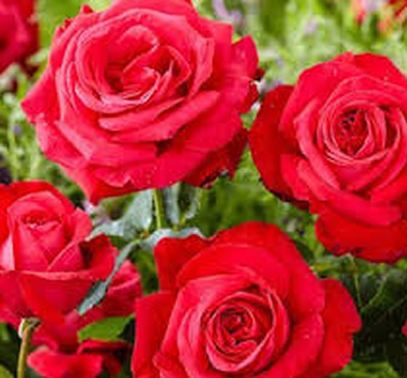 Róża wielkokwiatowa 'Fulgurante' poj, 2l - obrazek 2