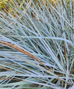 Alternative view of Wydmuchrzyca piaskowa poj, 2L