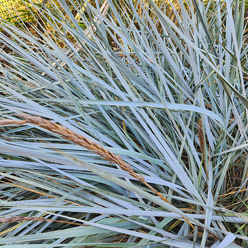 Wydmuchrzyca piaskowa poj, 2L - obrazek 2