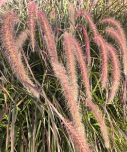 Rozplenica obca ‘Rubrum’ P9/C1