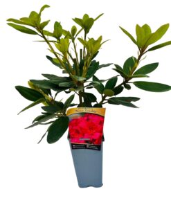 Alternative view of Rododendron (Azalia) Nova Zembla poj, 2L