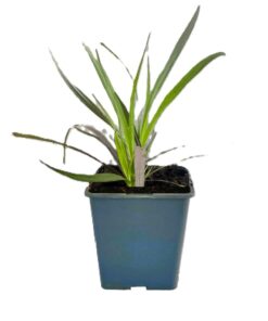 Alternative view of Rozplenica obca ‘Rubrum’ P9/C1