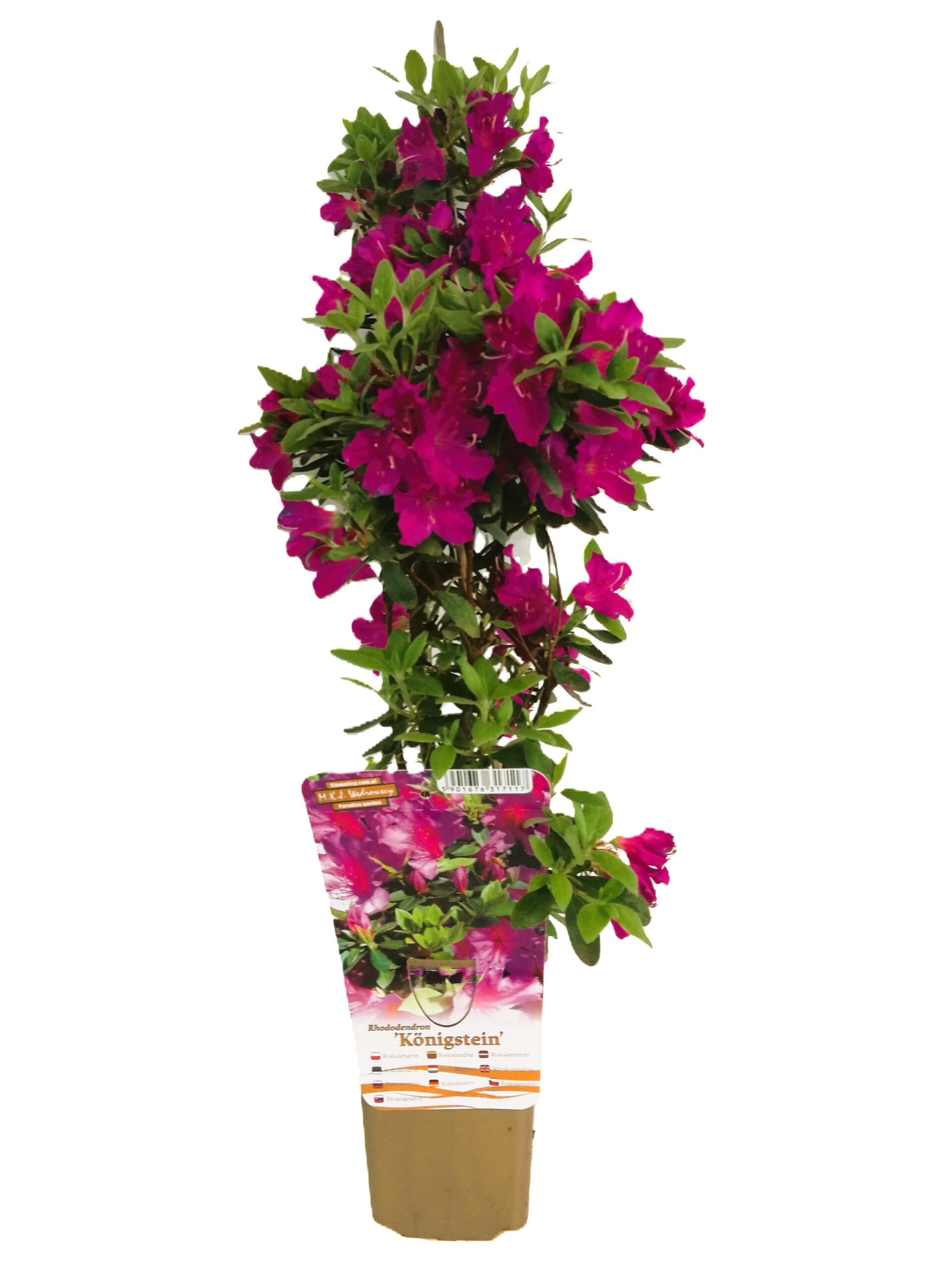 Rododendron (Azalia) 'Koningstein' poj, 2L - obrazek 5