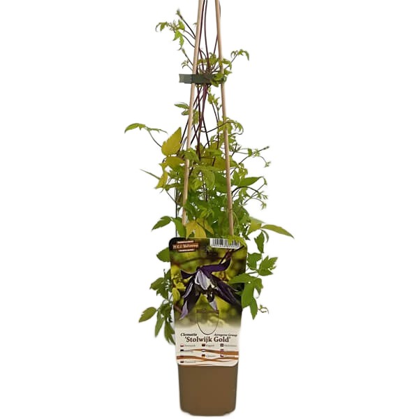 Clematis Stolwijk Gold poj, 4L - obrazek 3
