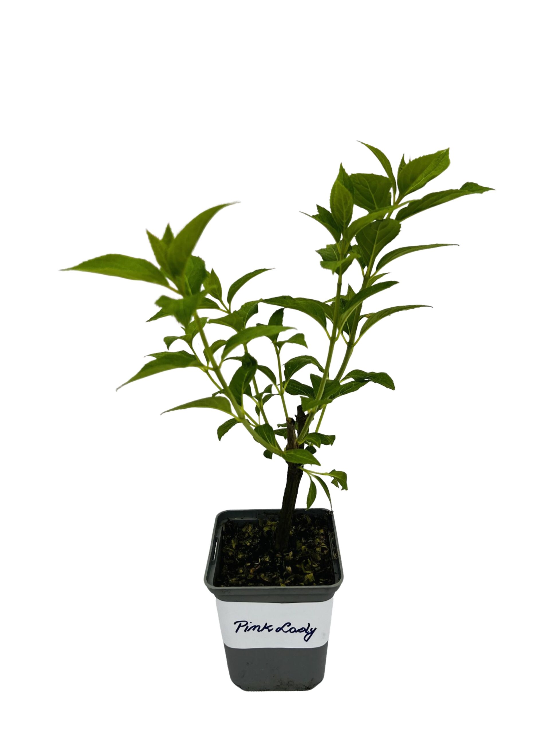 Hortensja bukietowa 'Pink Lady' P9/C1 - obrazek 4