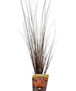 Alternative view of Turzyca buchanana P9/C1