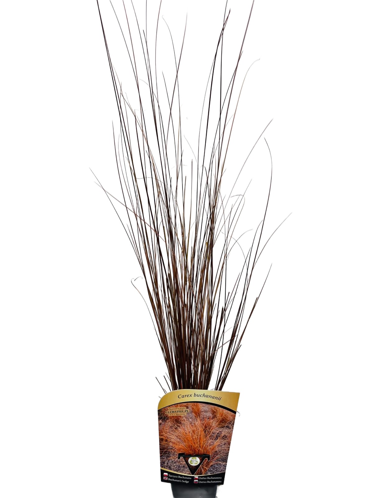 Turzyca buchanana P9/C1 - obrazek 2