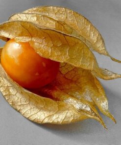 Alternative view of Physalis (Miechunka) P9/C1