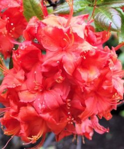 Alternative view of Rododendron (Mollis Azalia) „Doloroso” poj, 2L