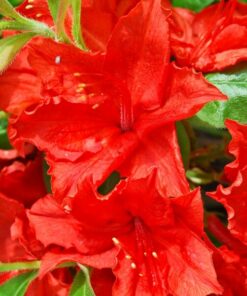 Rododendron (Mollis Azalia) „Doloroso” poj, 2L