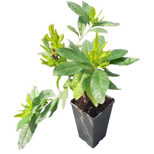 Rododendron (Mollis Azalia) „Doloroso” poj, 2L - obrazek 3