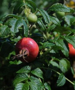 Alternative view of Róża dzika Alba poj, 2L