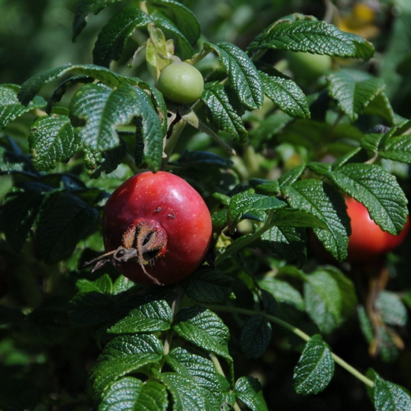Róża dzika Alba poj, 2L - obrazek 2