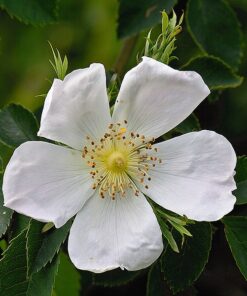 Róża dzika Alba poj, 2L