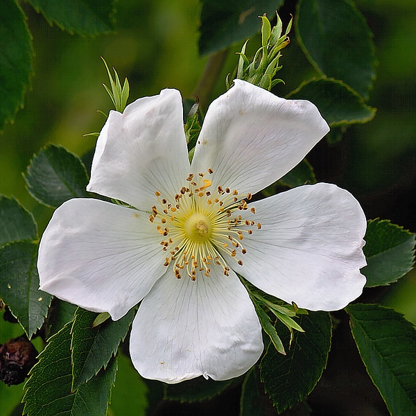 Róża dzika Alba poj, 2L