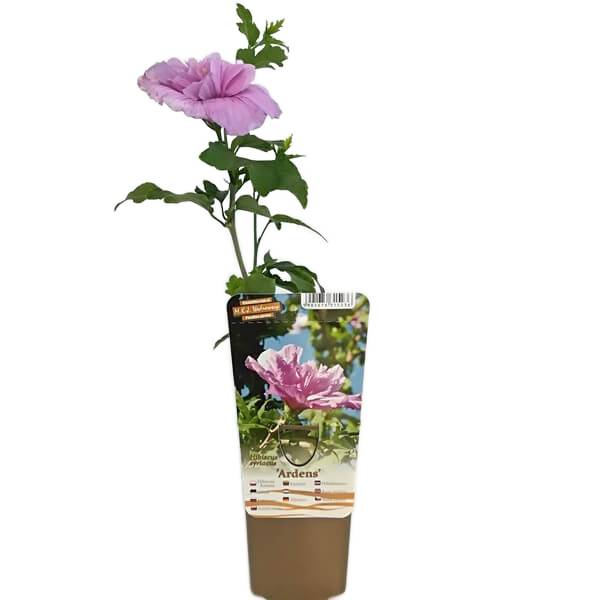 Ketmia syryjska (Hibiskus) Ardens poj, 2L - obrazek 5