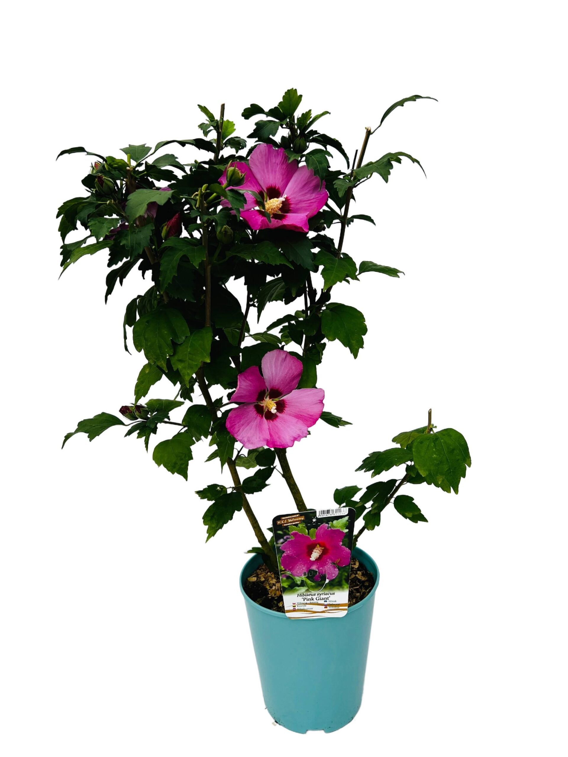 Ketmia syryjska (Hibiskus) 'Pink Giant' poj. C4 - obrazek 4