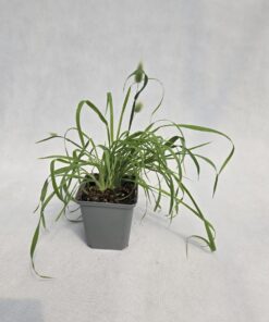 Dmuszek jajowaty Bunny Tails poj. P9/C1